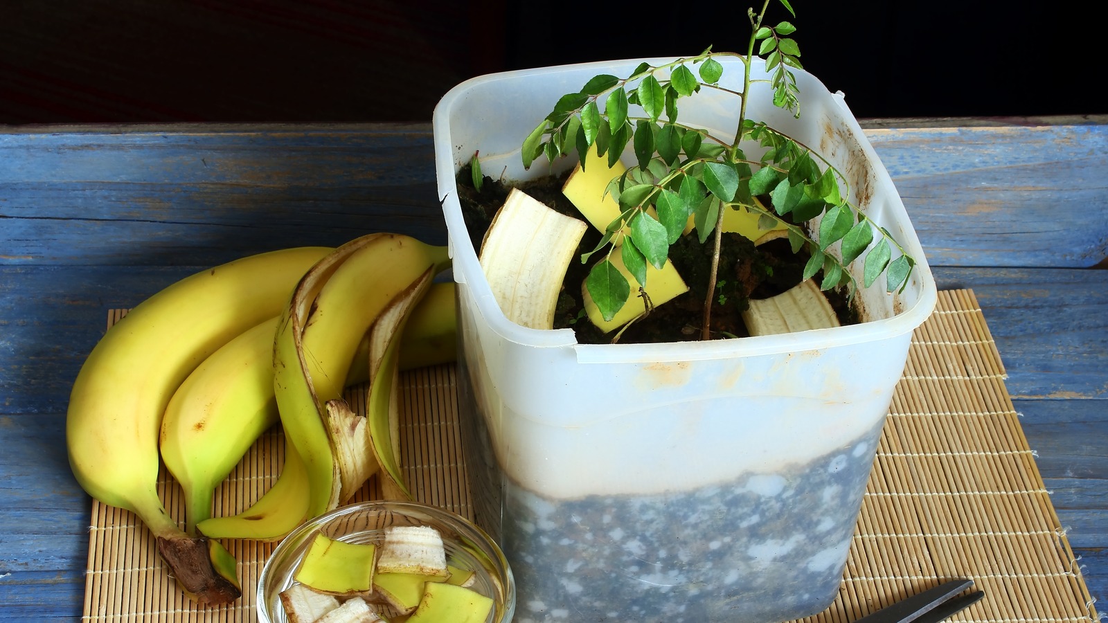 Stop Throwing Away Banana Peels And Use Them In Your Garden