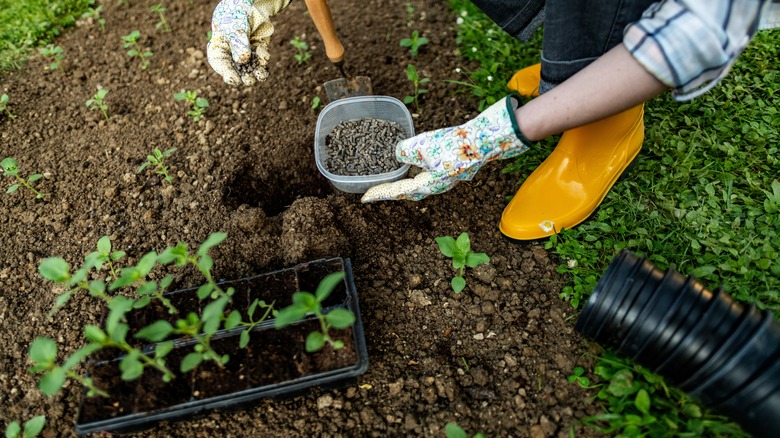 Gardener adding fertilizer to plants