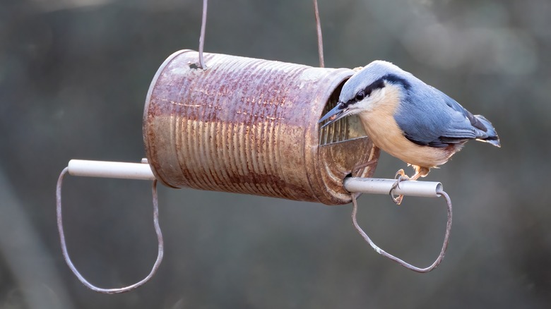 bird on a diy tin can bird feeder