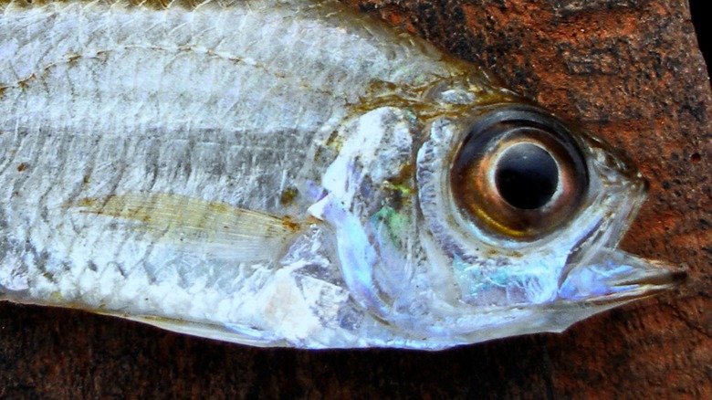 Closeup on fish eye