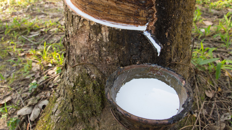 Milky sap from tree