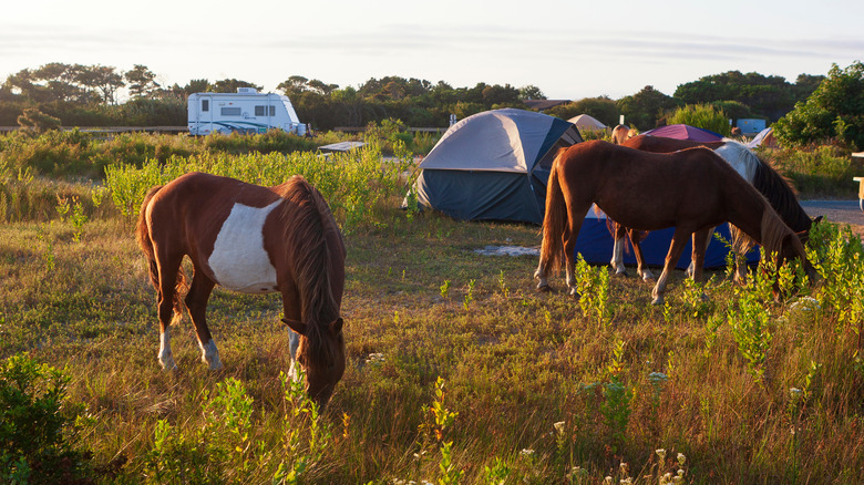 Wild horses grazing near campsite