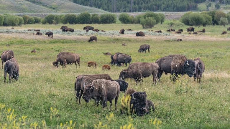 Bison Lamar Valley in Yellowstone 