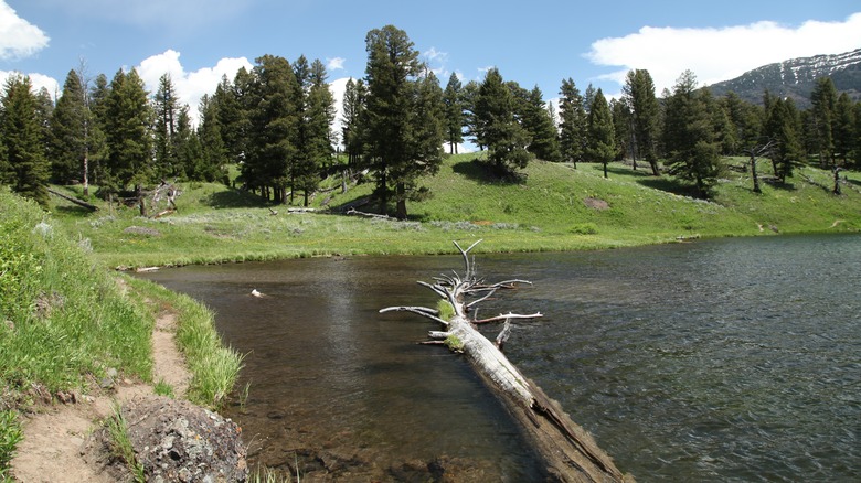 Trout Lake Trail Yellowstone Wyoming