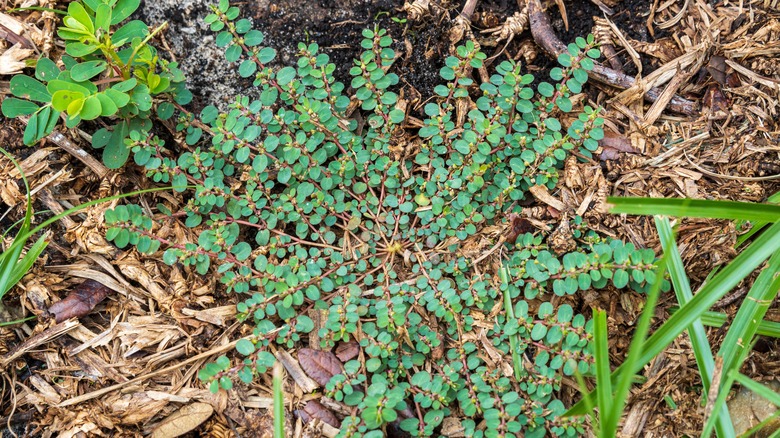 Spotted spurge in garden mulch bed