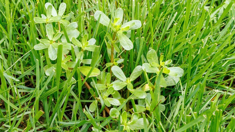 Spurge weed growing in lawn