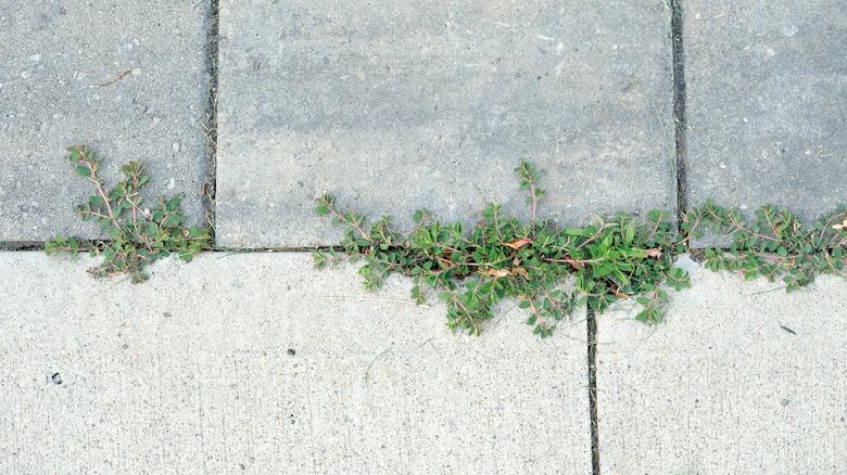 Spotted spurge growing in driveway