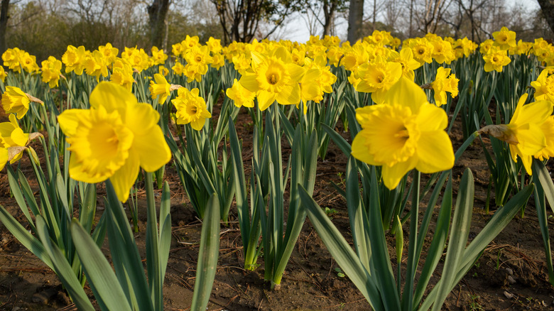 Garden of daffodils