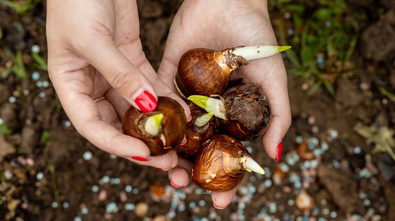 Hands holding daffodil bulbs