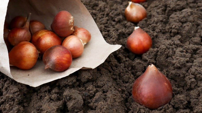 Package of spring bulbs on soil