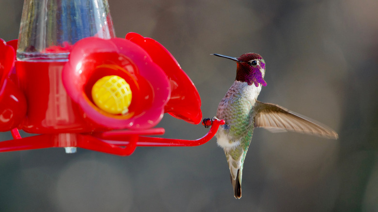 Hummingbird resting on feeder