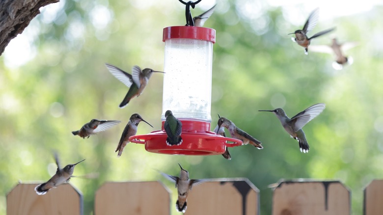 Humminbirds on and around feeder