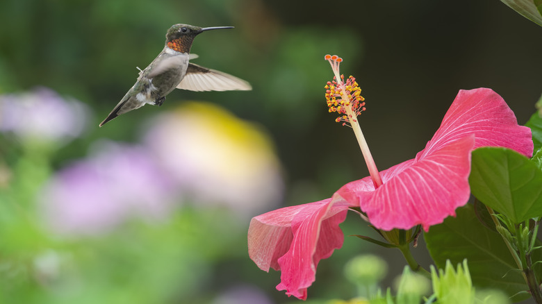 Hummingbird flying to flower