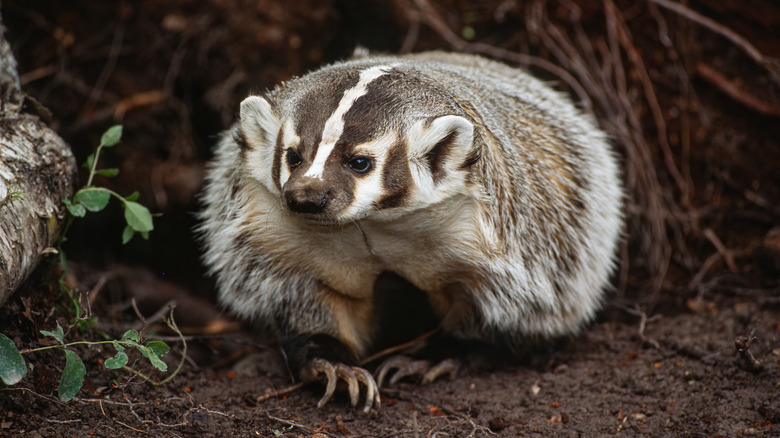 american badgers