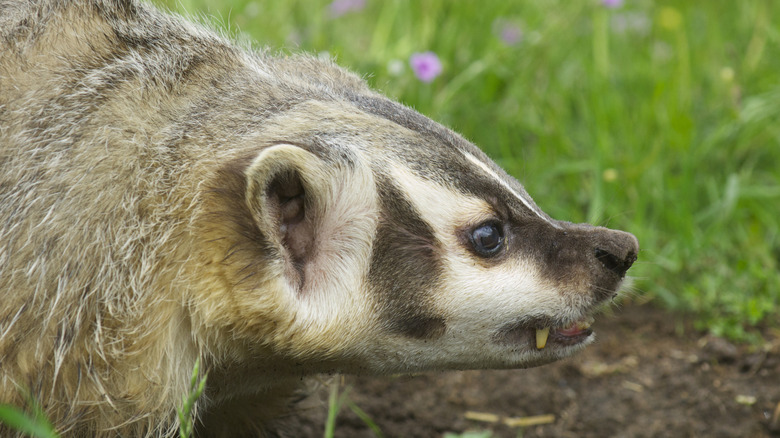 angry american badger