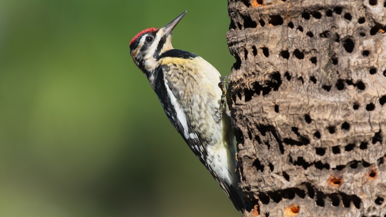 Yellow-bellied sapsucker on a tree full of holes