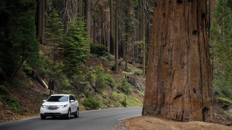 Car driving down forest road