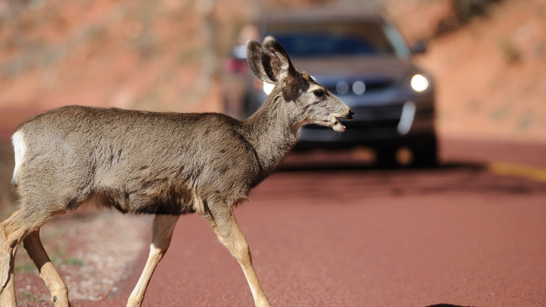 Deer crossing in front of car on road