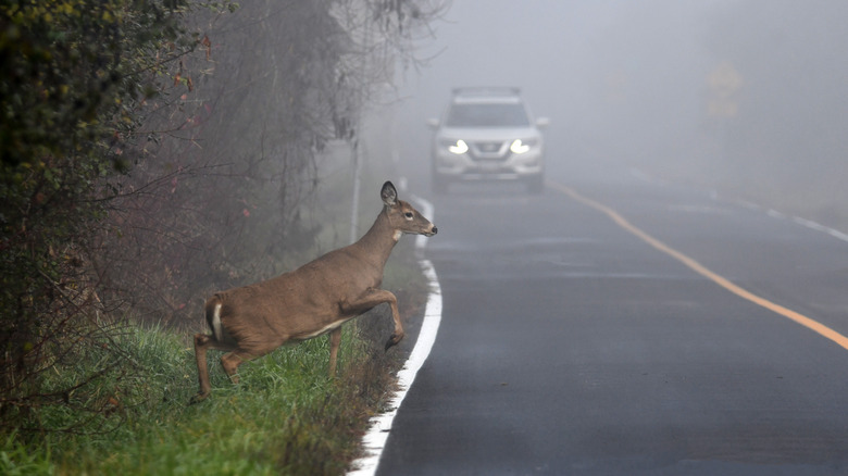 Deer jumping onto road car nearby