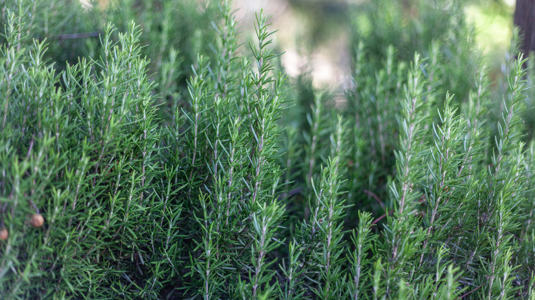 Rosemary plants close up