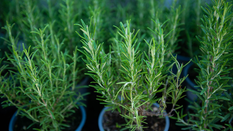 Potted rosemary plants close up