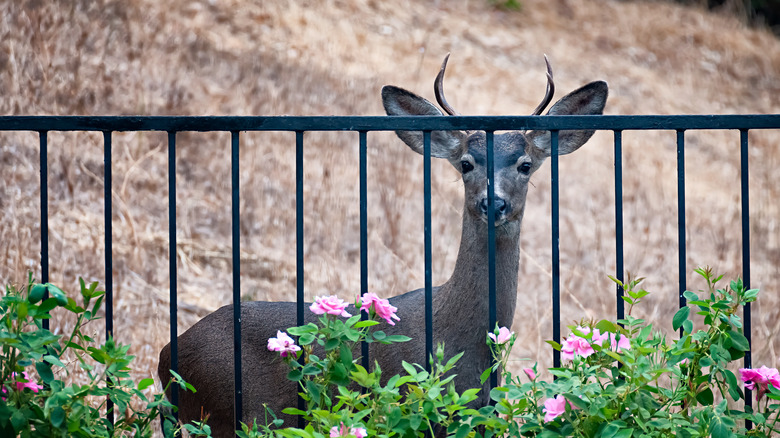 Deer looking through iron fence