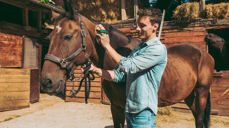 A person brushing a brown horse