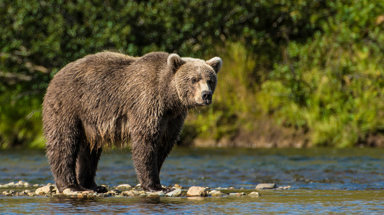 Brown bear standing in river