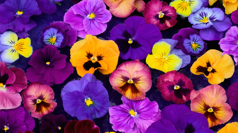 Purple, yellow and pink pansies flowering, close-up