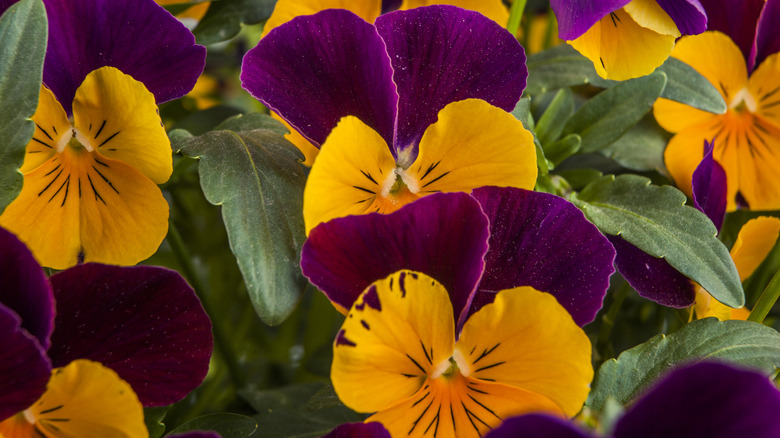 Colorful pansies in garden, close-up