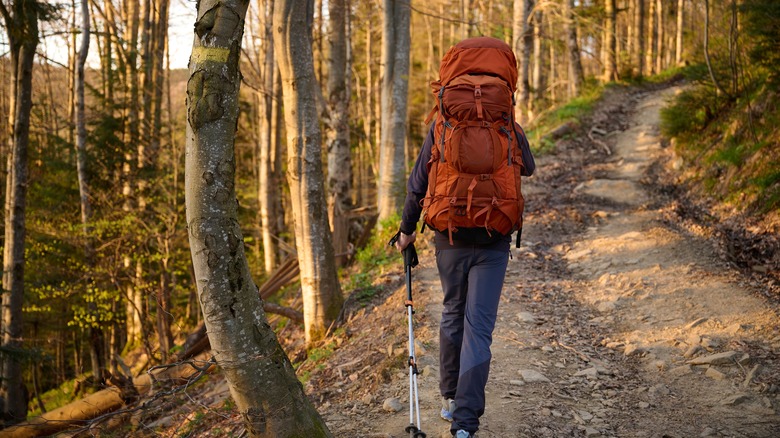 Backpacker in the woods with an orange backpack