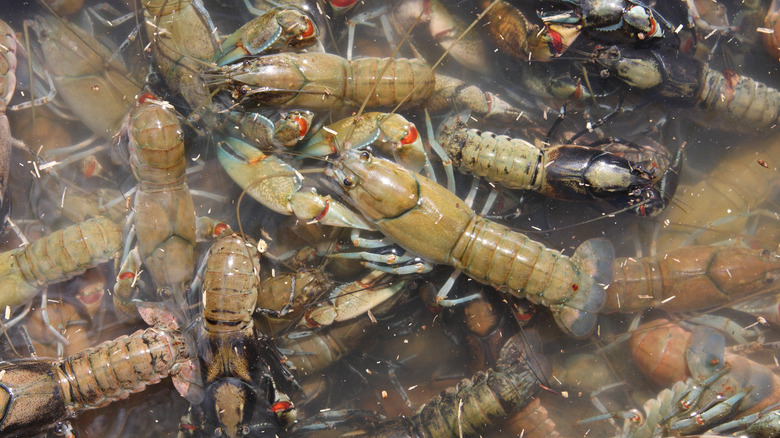 Many crayfish in water