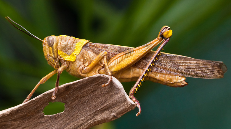 Yellow grasshopper close-up