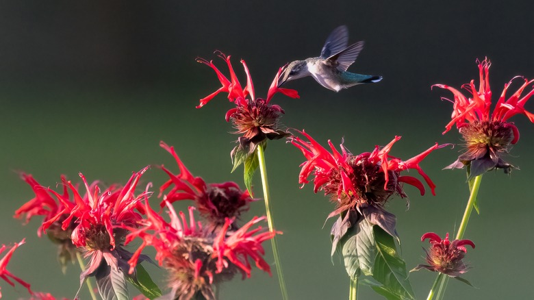 Hummingbird at bee balm 