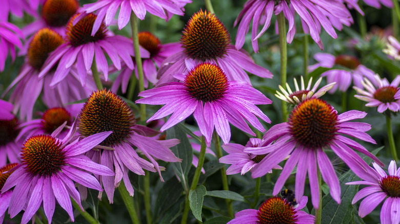 Echinacea flowers 