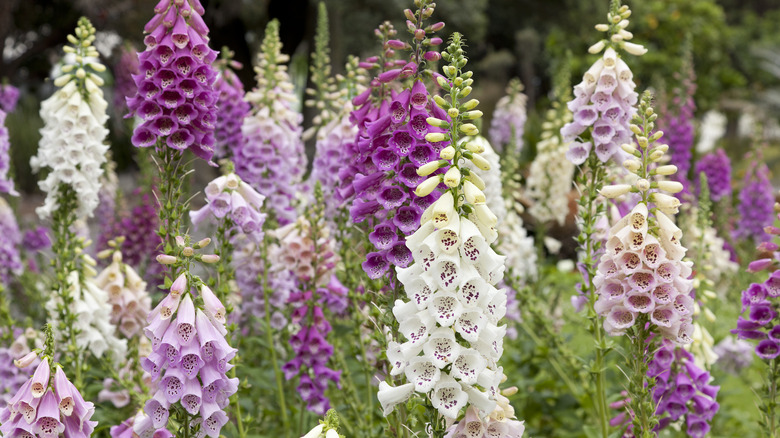 Assortment of multicolored foxglove 