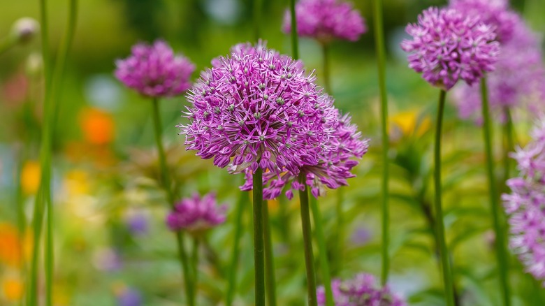 Ornamental allium crop 