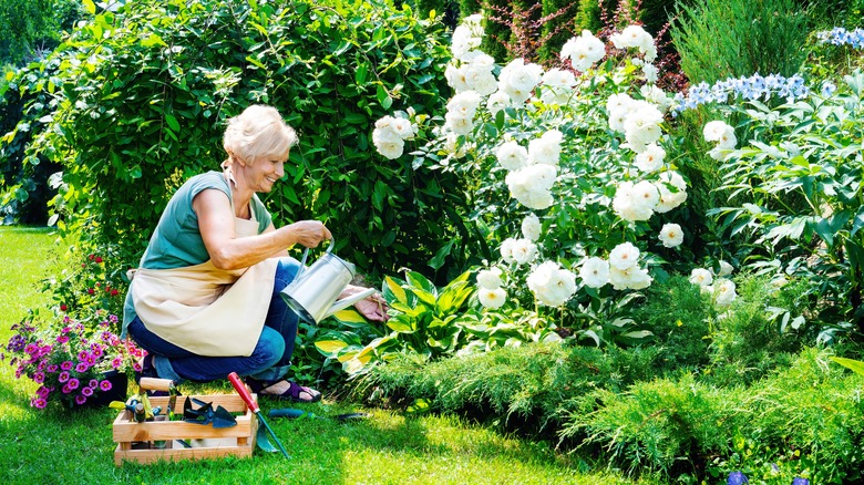 Older woman watering roses 