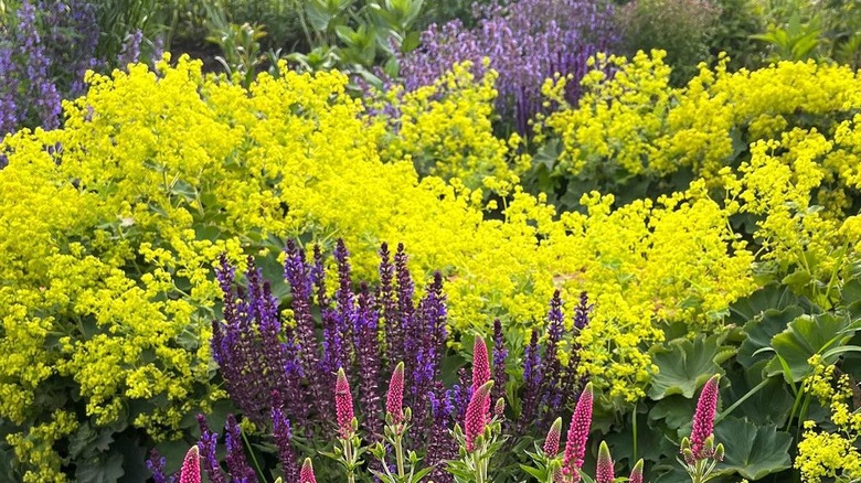 Lady's mantle around Russian sage and lupine 