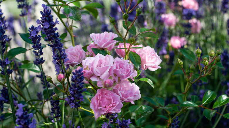 Lavender and roses together 