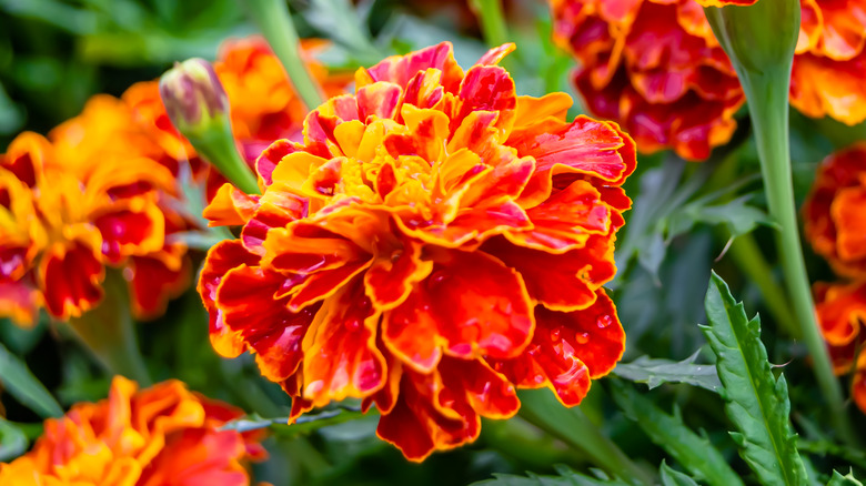 Orange and yellow marigold flowers 