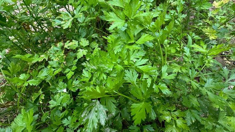 Parsley in the garden 