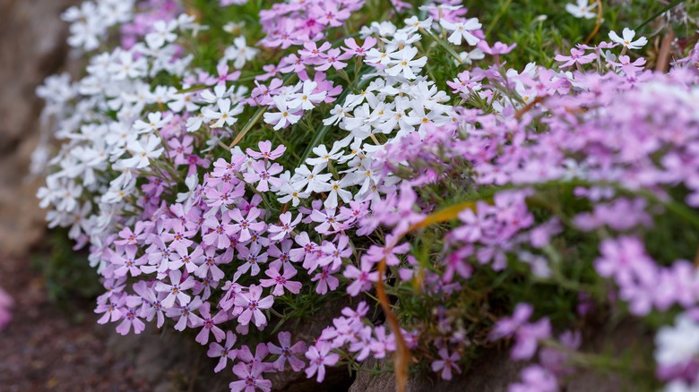 Garden phlox in white and purple 