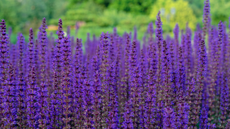 Tall lines of Russian sage 