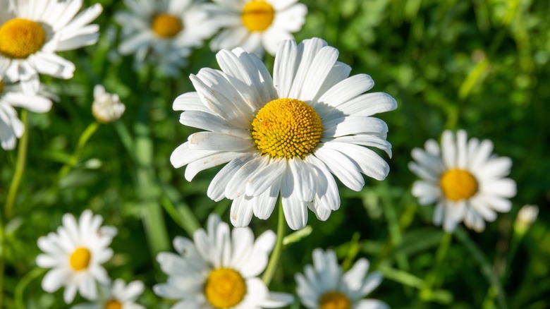 Wild Shasta daisies