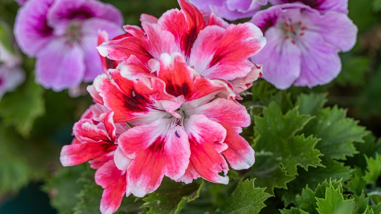 Closeup on geranium plant 