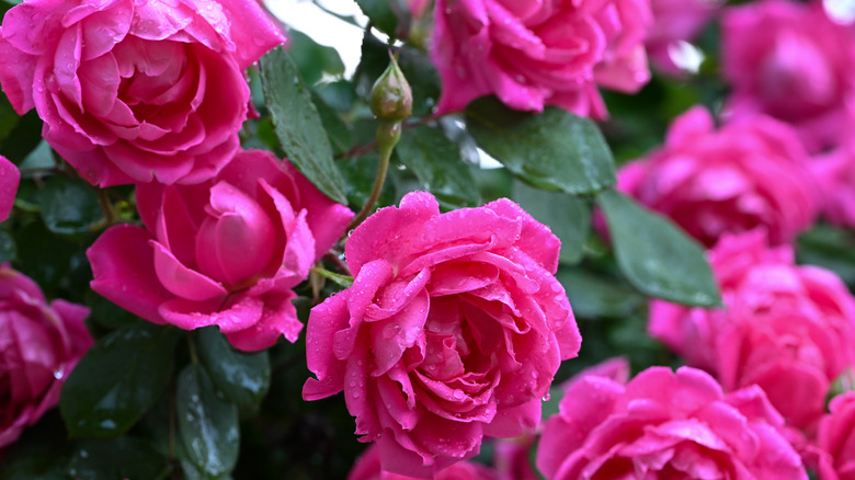 Pink roses up close