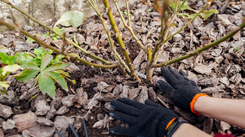 Person putting mulch at the bottom of rose bush