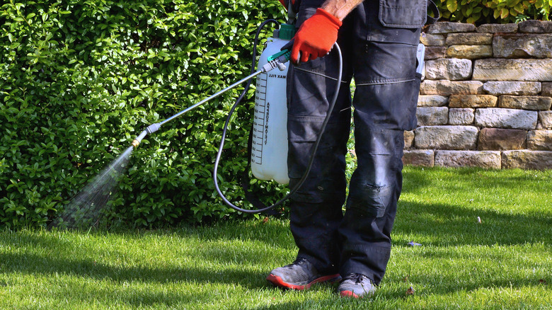 Man spraying weed killer on lawn