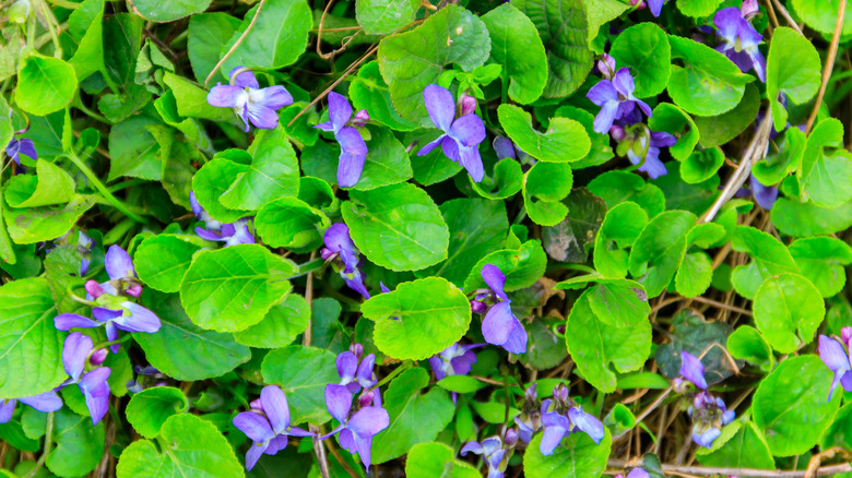 Wild violets growing in a cluster